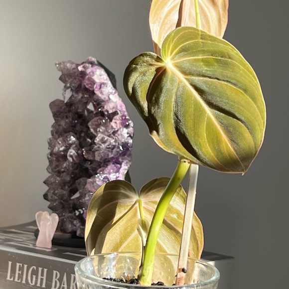 Philodendron melanochrysum - Picture 6 of 7